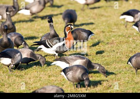 Roodhalsgans Rotganzen tussen; Red-breasted Gans unter Brent Stockfoto