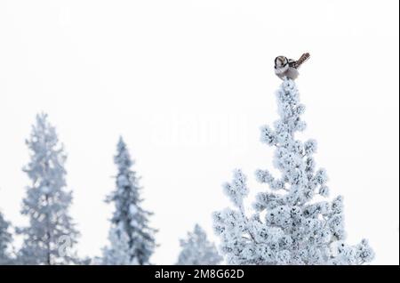 Nördliche Falke Eule (Surnia ulula) während des kalten Winters in Kuusamo, Finnland. Hoch oben in einer schneebedeckten Kiefer. Stockfoto