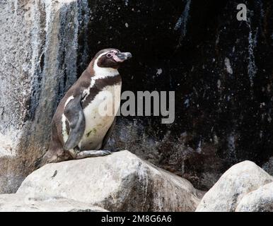 Humboldt-pinguin (Spheniscus Humboldti) auf einem Felsen im Meer aus der peruanischen Küste in der Nähe von Lima thront Stockfoto