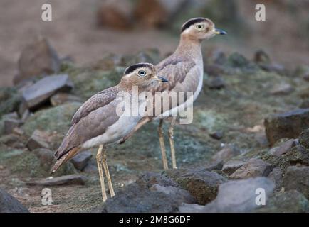 Peruaanse Griel, peruanische mit dickem Knie, Burhinus superciliaris Stockfoto