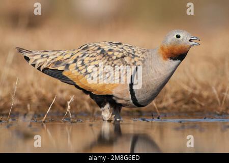 Mannetje Zwartbuikzandhoen drinkend Bij de drinkplaats; Männlich Black-bellied Sandgrouse trinken an der drinkingpool Stockfoto