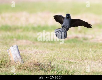 Kauw; Western Dohle (Corvus monedula) Stockfoto