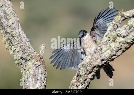 Iberischen Magpie (Cyanopica cooki) in Extremadura, Spanien Stockfoto