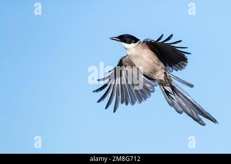 Iberischen Magpie (Cyanopica cooki) in Extremadura, Spanien Stockfoto