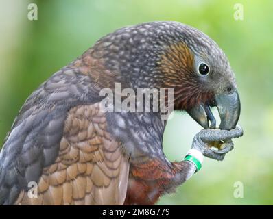 Kaka (Nestor meridionalis septentrionalis) Zeelandia, Wellington, Nordinsel, Neuseeland Stockfoto