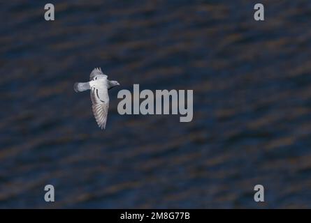 Rock Taube (Columba livia) über einen Fluss im Nationalpark Monfragüe, Extremadura, Spanien fliegen. Von oben gesehen. Stockfoto