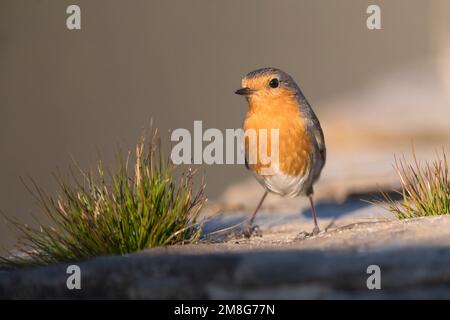 Erwachsene Europäische Rotkehlchen (Erithacus Rubecula) im späten Winter in auf einem Felsen. Stockfoto