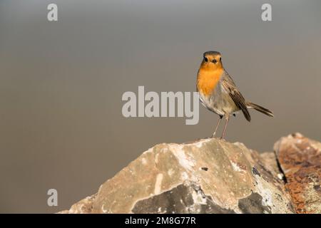 Erwachsene Europäische Rotkehlchen (Erithacus Rubecula) im späten Winter in auf einem Felsen. Stockfoto