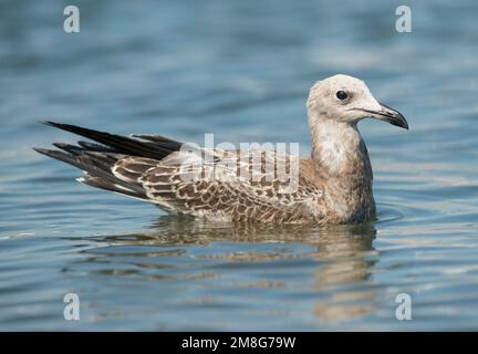 Juvenile Audouin's Möwe (Ichthyaetus audouinii) Schwimmen in einem kleinen Hafen in der Ebro Delta, Spanien Stockfoto