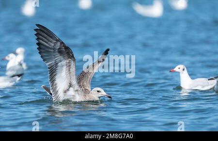 Juvenile Audouin's Möwe (Ichthyaetus audouinii) Landung im Wasser auf den Hafen von Sant Carles de la Ràpita, Ebro Delta, Tarragona, Spanien. Stockfoto