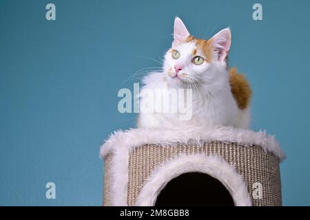 Die süße Longhair-Katze liegt auf dem Kratzpfahl und sieht neugierig aus. Stockfoto