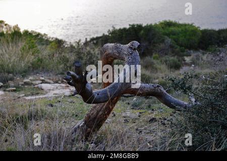 Verkohlter Baumstamm, umgeben von üppigem Neuwuchs, in einem Küstengebiet, Athen Griechenland Stockfoto