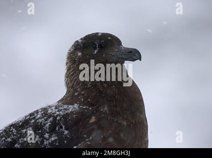 Subantarktische Skua close-up; Subantarctische Grote Jager portret Stockfoto