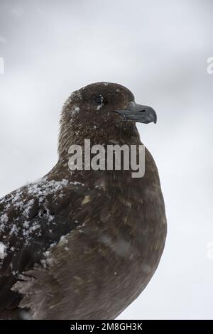 Subantarctische Grote Jager portret; Subantarktischen Skua close-up; Stockfoto