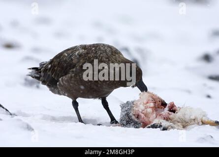 Subantarktische Skua essen; Subantarctische Grote Jager etend Stockfoto