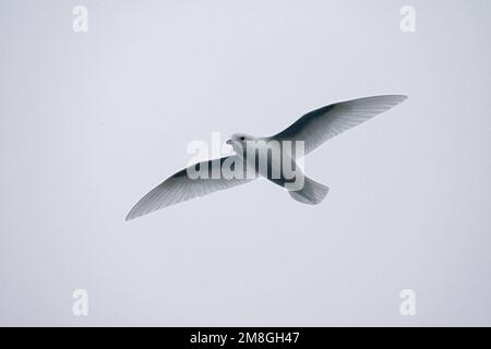 Weniger Schnee Petrel fliegen; Sneeuwstormvogel vliegend Stockfoto