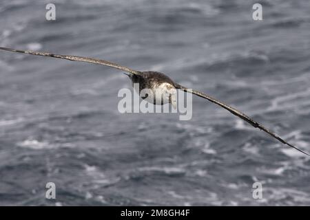 Zuidelijke Reuzenstormvogel vliegend; Südliche Giant Petrel fliegen Stockfoto