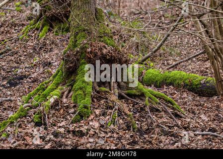 Ein mossartiger Baum mit vielen Wurzeln und Blättern auf dem Waldboden im Winter, Deutschland Stockfoto