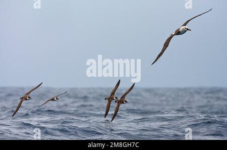 Grote Pijlstormvogel vliegend met Atlantic Gelb - gerochen Albatross; große Shearwater fliegen mit dem Atlantischen Gelb - gerochen Albatros Stockfoto