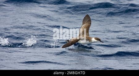 Grote Pijlstormvogel op volle Zee; große Shearwater auf See Stockfoto