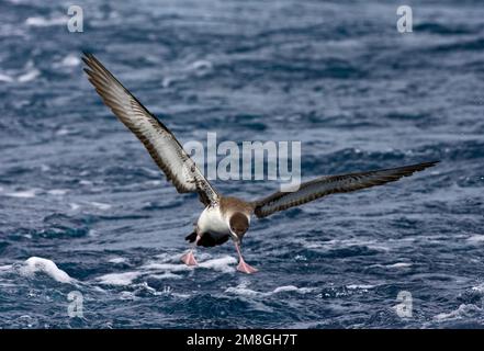 Grote Pijlstormvogel op volle Zee; große Shearwater auf See Stockfoto