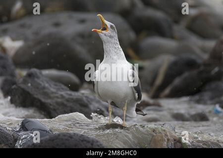 Atlantic Yellow-legged Gull, Atlantische Geelpootmeeuw Stockfoto