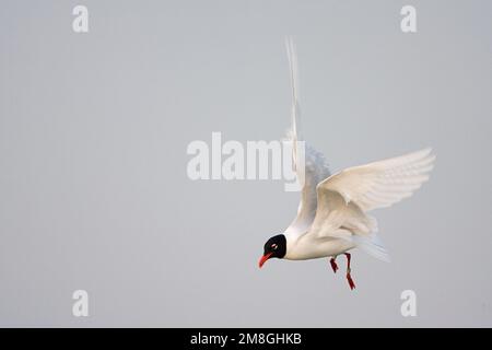 Mediterranean Gull nach Fliegen; Zwartkopmeeuw volwassen Vliegend Stockfoto