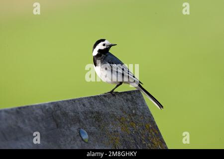 Witte Kwikstaart zittend Volwassen; Bachstelze nach gehockt Stockfoto