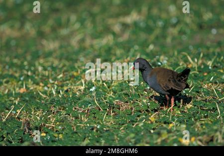 Plumbeous Schiene; Loodgrijze Ral Stockfoto