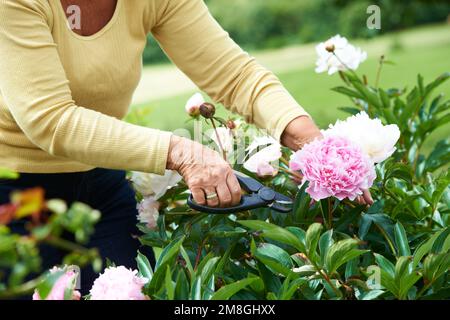 Sie wählt ihr Lieblingsessen. Zugeschnittenes Bild einer Seniorin, die Blumen in ihrem Garten schneidet. Stockfoto