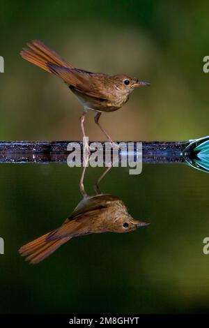 Nachtegaal staand Bij de Waterkant met opgewipte staart; Gemeinsame Nachtigall am Wasser mit legte Schwanz Stockfoto