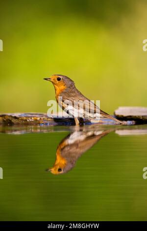 Roodborst bij drinkplaats ; Europäische Robin an Trinken Website Stockfoto