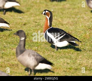 Roodhalsgans Rotganzen tussen; Red-breasted Gans unter Brent Stockfoto