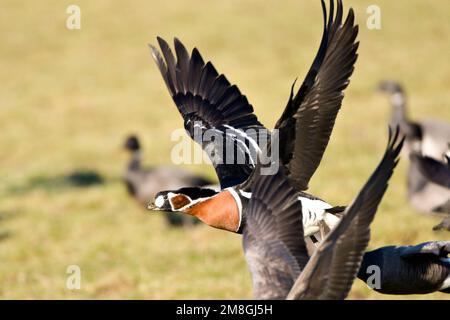 Roodhalsgans Rotganzen tussen; Red-breasted Gans unter Brent Stockfoto