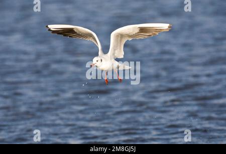 Kokmeeuw winterkleed volwassen Vliegend; Gemeinsame Lachmöwe nach Winter fliegen Stockfoto