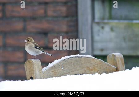 Vrouwtje Vink in de Winter; weibliche Gemeinsame Buchfink im Winter Stockfoto