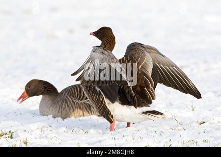 Kleine Rietgans in de sneeuw; Pink-footed Goose im Schnee Stockfoto