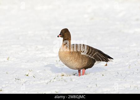 Kleine Rietgans in de sneeuw; Pink-footed Goose im Schnee Stockfoto