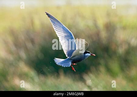 Witwangstern, Whiskered Seeschwalbe, Chlidonias hybrida Stockfoto