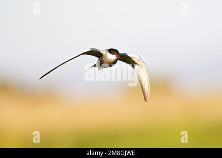 Witwangstern, Whiskered Seeschwalbe, Chlidonias hybrida Stockfoto