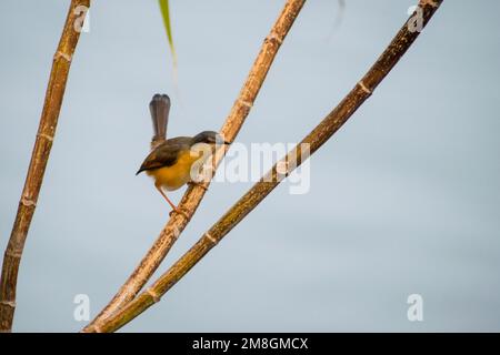 Ein Ashy Prinia oder ein Aschenbecher, der auf einem Ast auf einem Baum im Bhigwan Bird Sanctuary in Indien sitzt Stockfoto