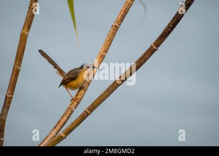 Ein Ashy Prinia oder ein Aschenbecher, der auf einem Ast auf einem Baum im Bhigwan Bird Sanctuary in Indien sitzt Stockfoto