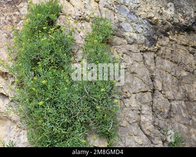 Grüne Zweigpflanze mit kleinen gelben Blumen, die auf einem strukturierten grauen Felsen in wilder, wilder Vegetation auf felsiger Oberfläche in einer natürlichen Landschaft wachsen Stockfoto