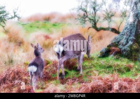 Rotwild mit ihrem Kalb in den Highlands Stockfoto