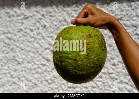 Indonesien Batam - Brotfrucht Artocarpus altilis Stockfoto