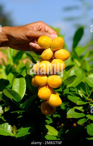 Indonesien Batam - Gelbe Datteln Stockfoto