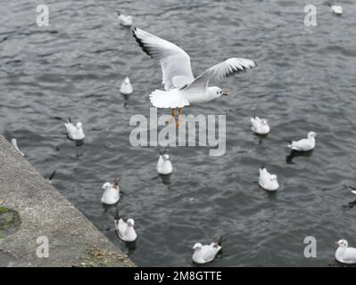 Berlin, Deutschland. 12. Januar 2023. Eine Schwarzkopfmöwe fliegt am 12. Januar 2023 in Berlin über die Spree. Kredit: Ren Pengfei/Xinhua/Alamy Live News Stockfoto