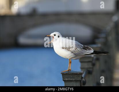 Berlin, Deutschland. 13. Januar 2023. Eine Schwarzkopfmöwe ruht am 13. Januar 2023 an der Spree in Berlin. Kredit: Ren Pengfei/Xinhua/Alamy Live News Stockfoto