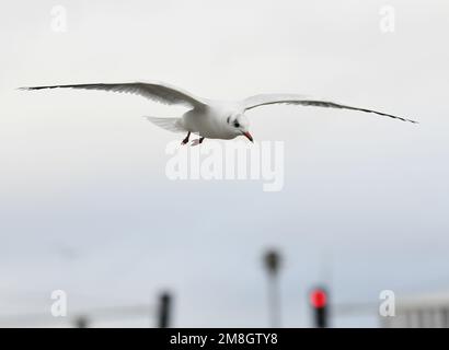 Berlin, Deutschland. 12. Januar 2023. Eine Schwarzkopfmöwe fliegt am 12. Januar 2023 in Berlin über die Spree. Kredit: Ren Pengfei/Xinhua/Alamy Live News Stockfoto