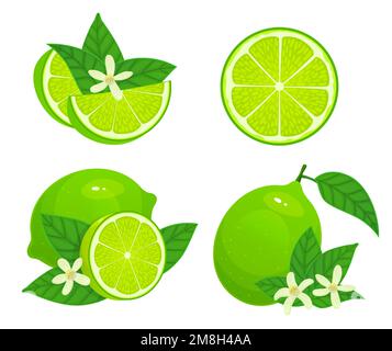 Cartoon-Limette. Frische ganze, halbe und teilweise Zitrusfrüchte. Bio-Früchte mit Blättern und Blüten. Grüne und saftige Zutat Stock Vektor